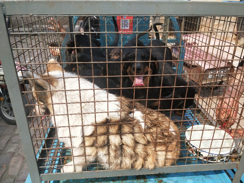 小伙去狗场抓德牧,开封狗市抓狗