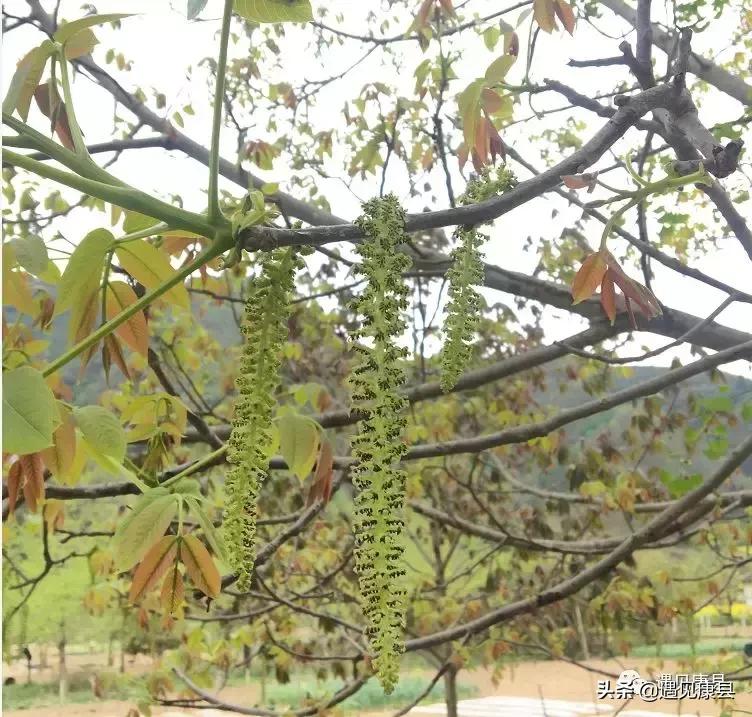 遇见康县丨遇见“万宝山”(一)