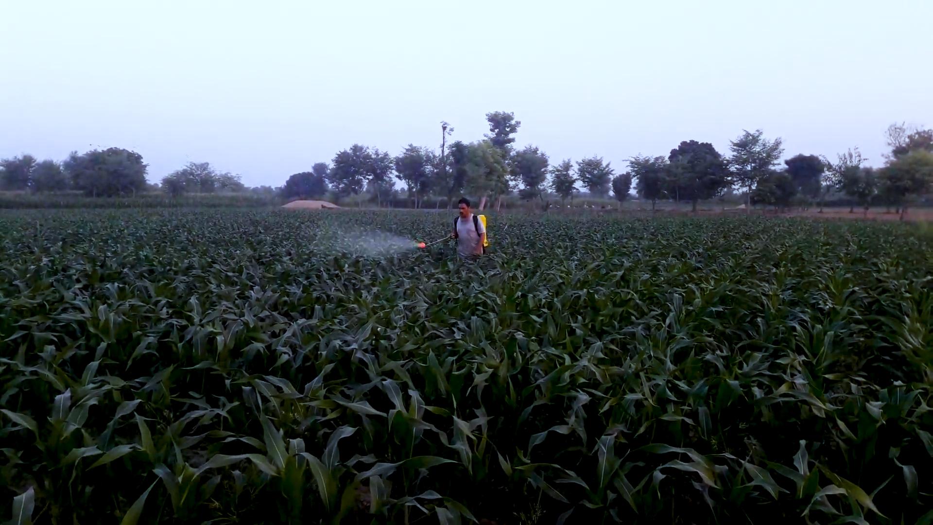 让农民如临大敌，长在玉米上的毒瘤，为何却被墨西哥誉为黑松露？