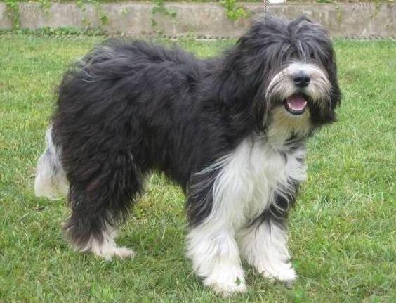 中国各个地方的原生犬,消失的原生犬有哪些