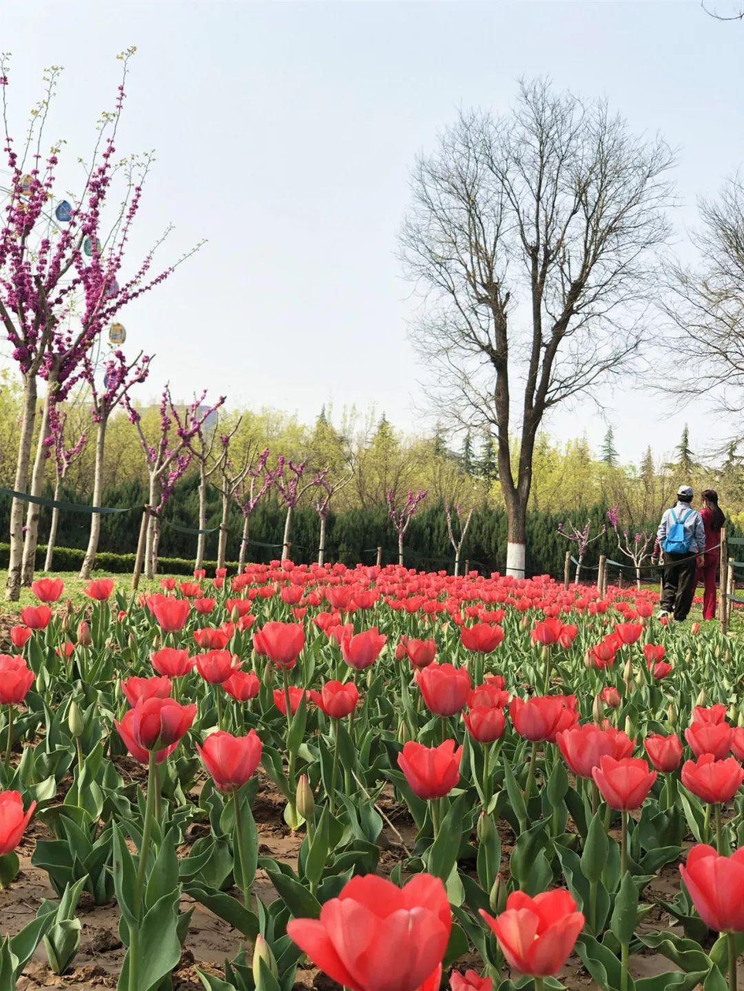 太美了花海随拍,咸阳郁金香在哪