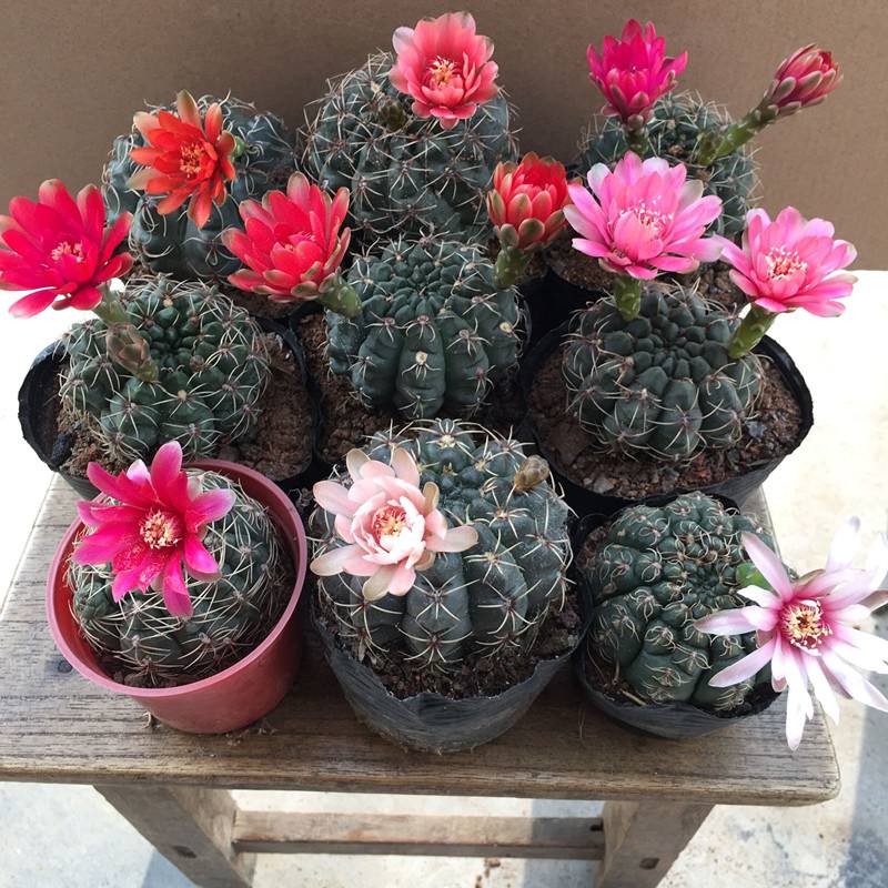 十个仙人球,最新30个仙人球品种