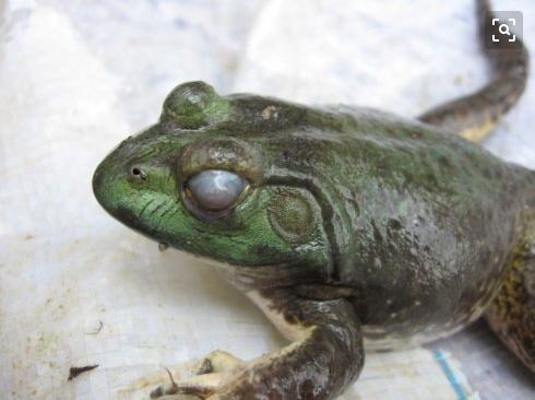 牛蛙出现败血症会传染么,冬天牛蛙得了脑膜炎还能活多久