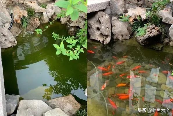 鱼池全部建造过程,鱼池建造大型全过程