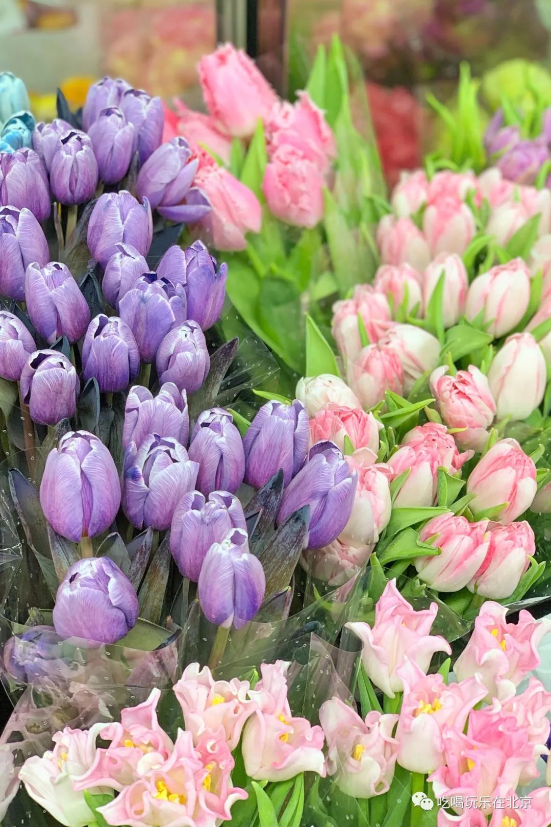 北京花市攻略大全,北京最美赏花景点