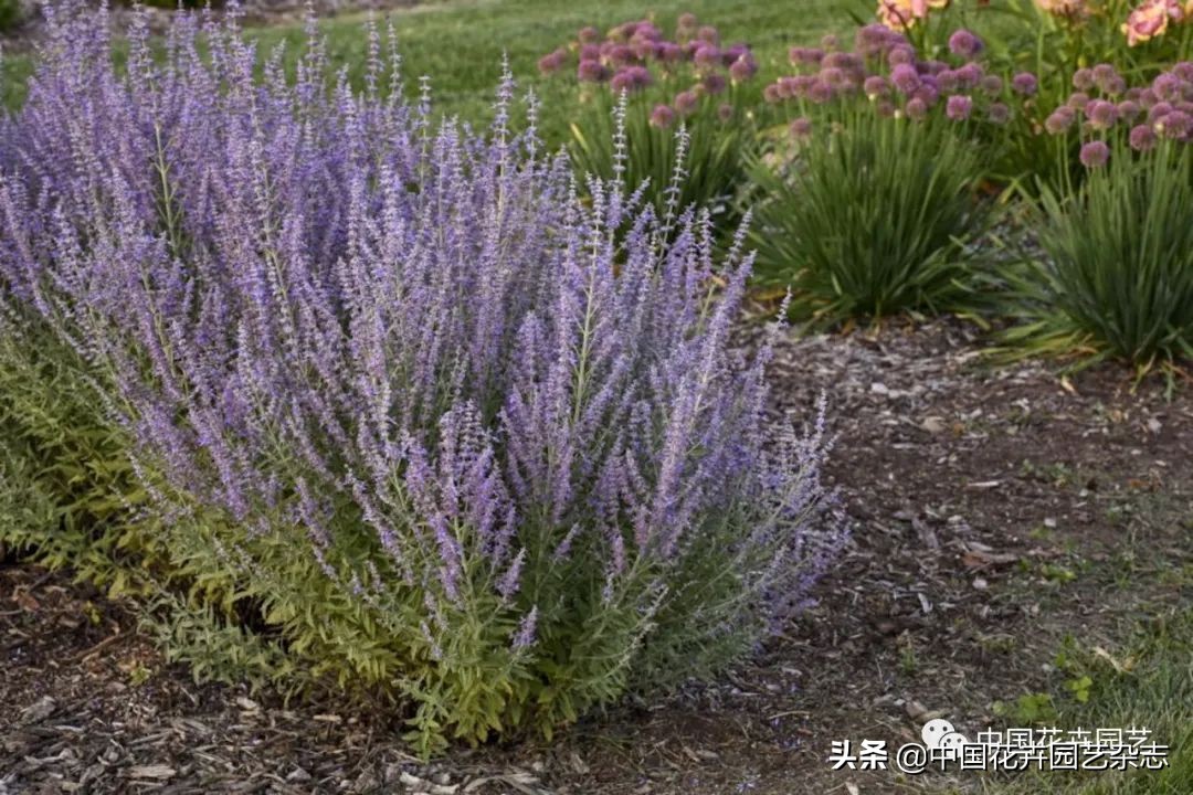 全球知名育种商网上推新品——TerraNova、ProvenWinners|环球