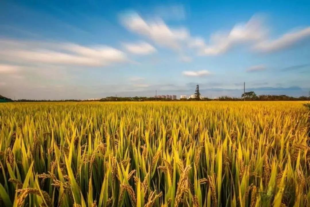 让农业回归原生态,呼唤传统农业回归