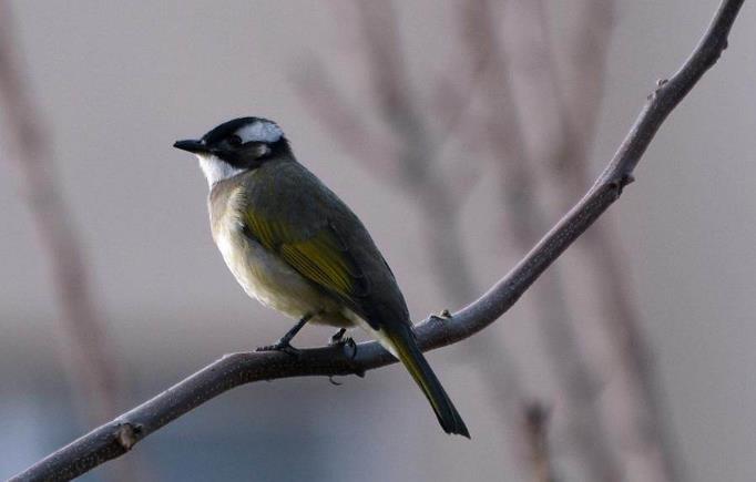高清童年常见飞禽篇(值得珍藏)
