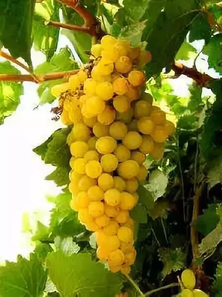 全新疆著名的特产,盘点十大新疆的特产