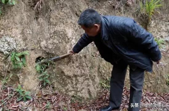 世界穿山甲日/专家建议对穿山甲等“生态灭杀”，我们坚决拒绝