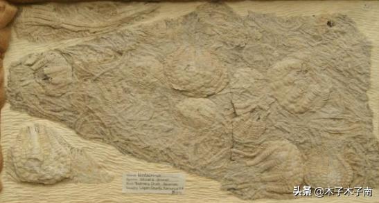 四千万年前海里动物,史前生物海百合