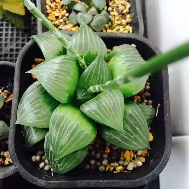 多肉植物好养又容易开花,长相怪异的9种多肉植物