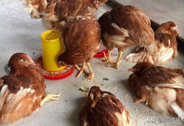 鸡得了滑液囊还能继续养吗,学会这一招养鸡再也不怕滑液