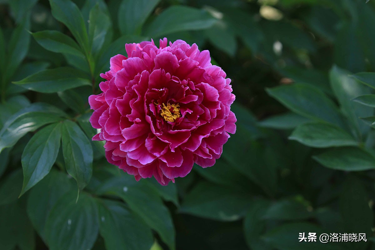 大院绿化的回忆——顺便看看院里的芍药定个究竟有多少种？