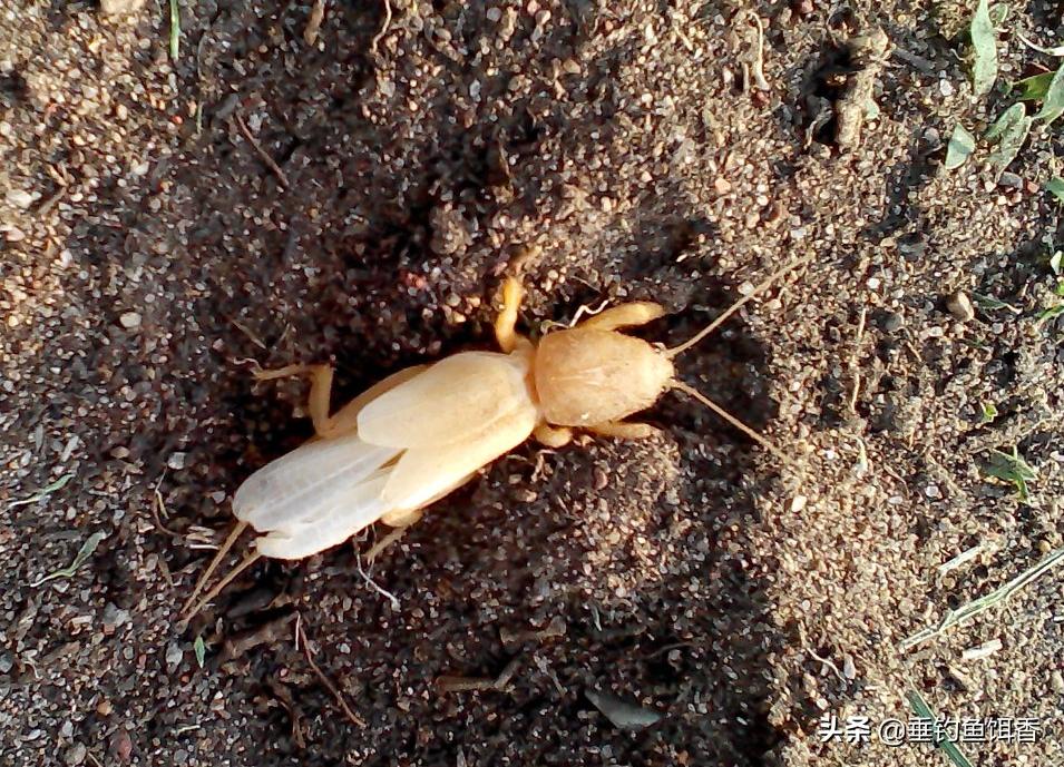 这种鱼有蓝色肉味道非常鲜美,春夏秋冬适宜垂钓的鱼品种