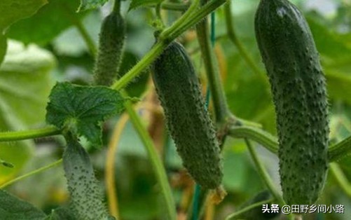 露天黄瓜地膜种植方法视频,山东黄瓜露天种植时间和方法