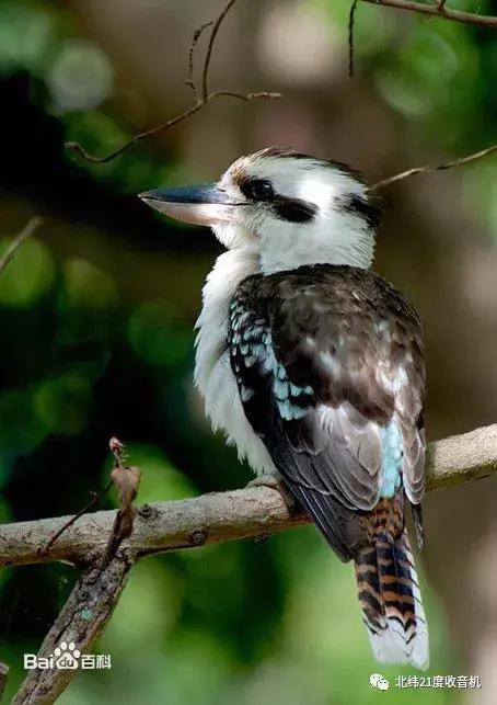 澳洲电台歌曲排行榜,澳洲广播电台在线收听