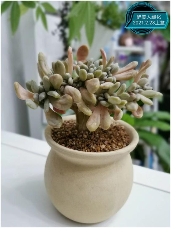 多肉虐我千百遍，我待多肉如初恋