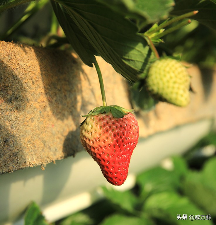 辽宁丹东东港草莓基地联系电话,辽宁丹东东港草莓种植基地