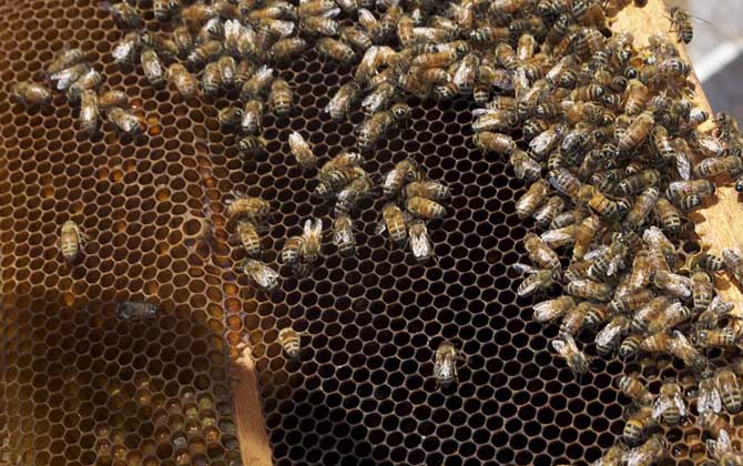 蜜蜂病虫害的防治大全,蜜蜂怎么预防蜘蛛病害发生