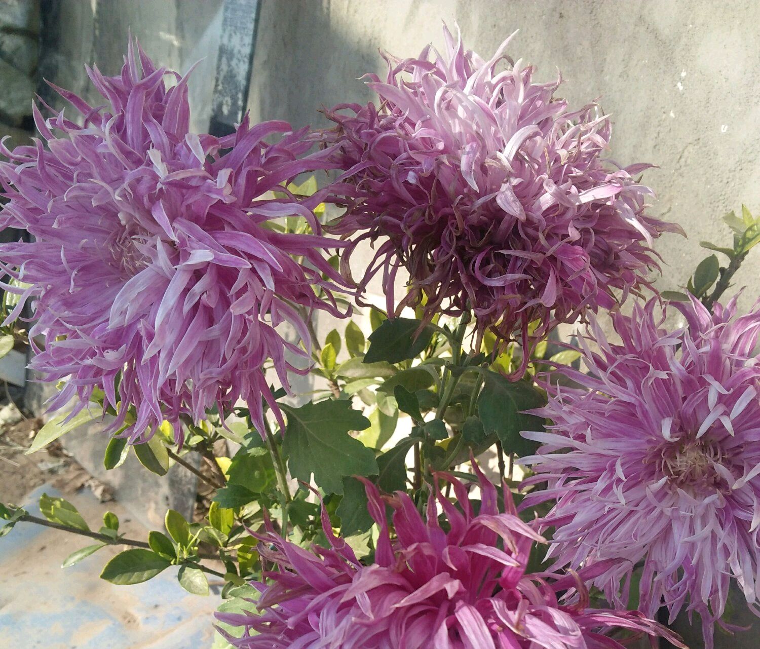 菊花叶片上很多虫怎么除,菊花开花后有虫子怎么办