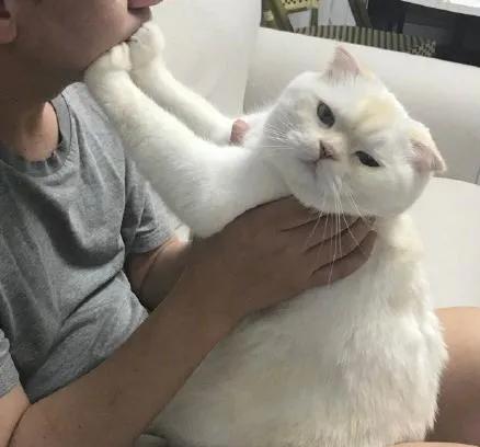 当你亲了猫一下它会摇尾巴,当你亲了猫一口会发生什么