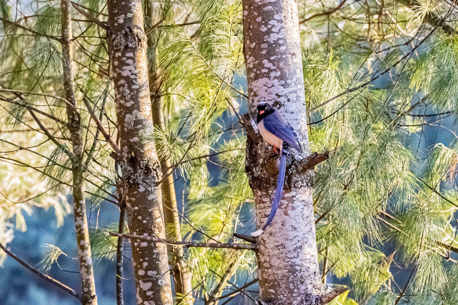eosr5拍鸟体验,eosr5摄影与视频拍摄技巧大全