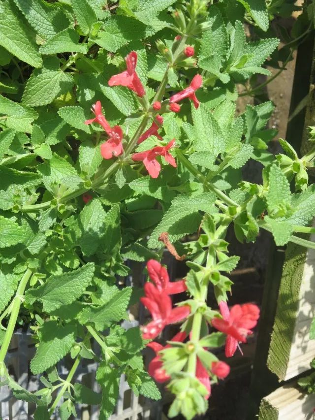 干货分享种植小技巧,混合花境设计与种植建议