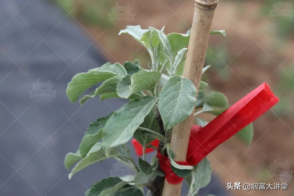 怎么增加树的叶绿素,叶绿素对树的作用