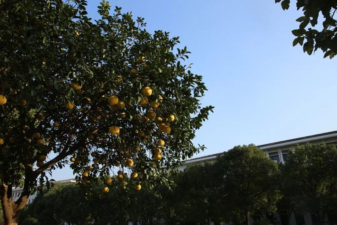 江苏省高校(六十六)苏州大学应用技术学院