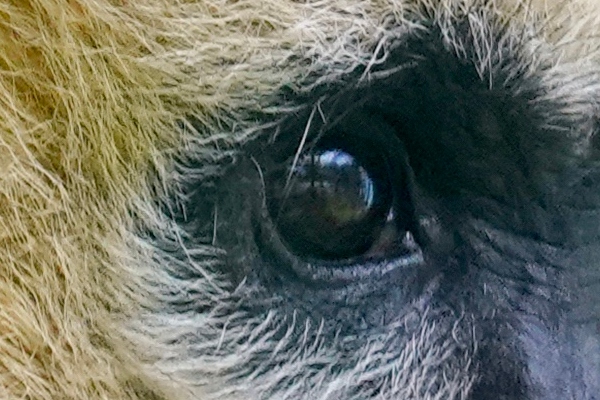 无反全能镜头,适马400mmf5.6测评