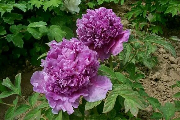 四大名品牡丹哪个好养,四大名品牡丹是哪四种