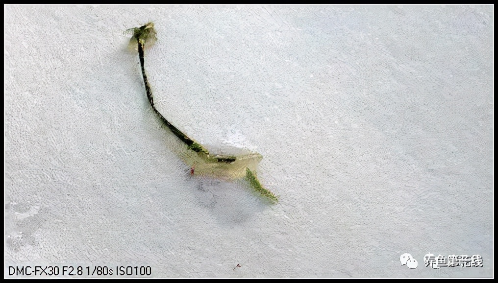 鱼身上有红斑用什么药治理,鱼身上有红斑怎么解决