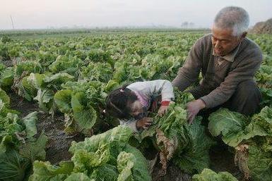 白菜怎么储存不容易烂,白菜怎么储存放久点好吃