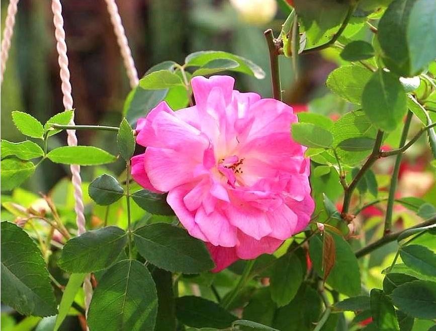 月季霜霉病和灰霉病的区别,月季灰霉病最快治愈方法