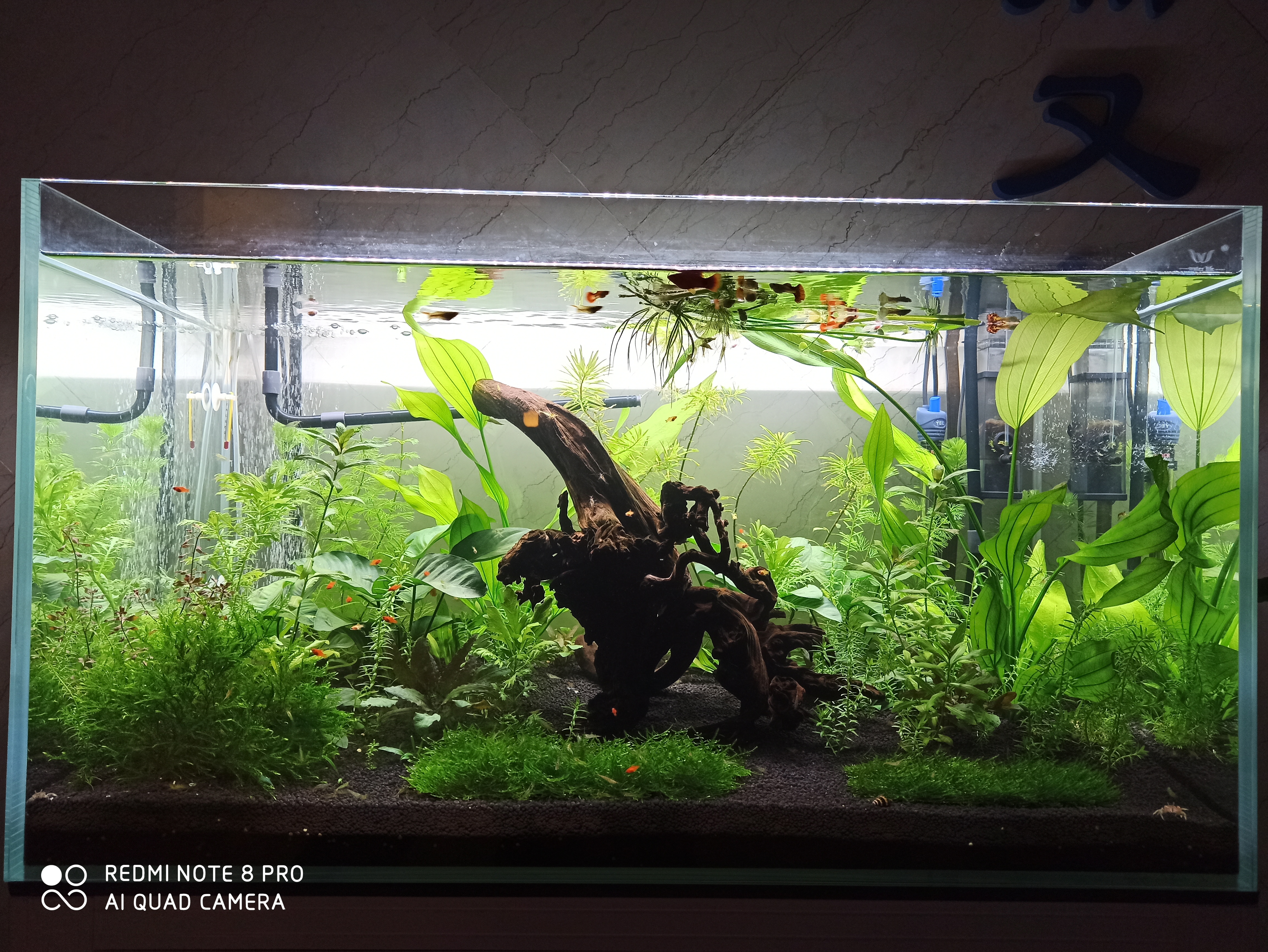 入坑养鱼花销,入坑草缸后的作品