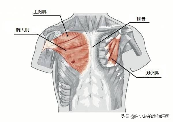 纠正体态美背,圆肩驼背松弛感穿搭