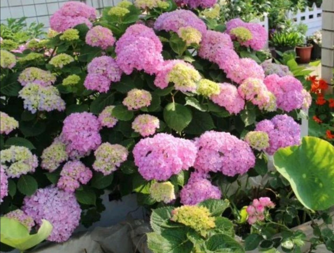 4月种绣球花当年开花吗,4月绣球没有花苞可以修剪吗