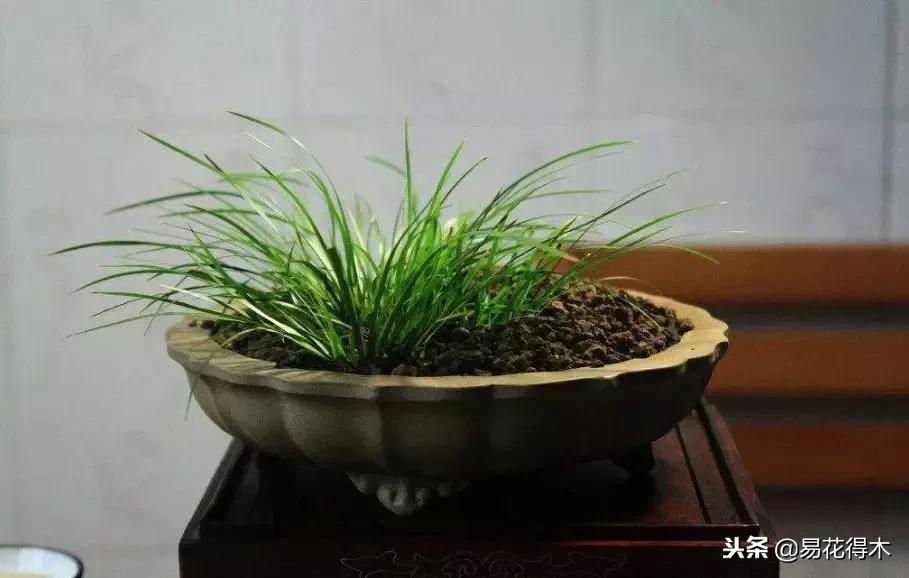 文房菖蒲怎么养殖,菖蒲的养护方法