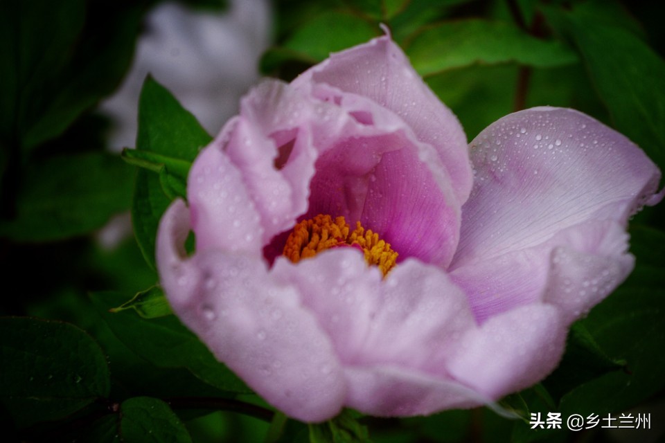 芍药花开的季节等你欣赏,芍药花开如诗如画