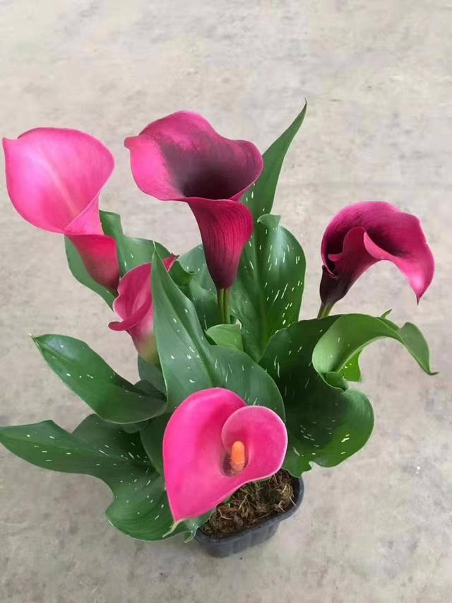 马蹄莲养殖方法马蹄莲有毒吗,马蹄莲滴水观音的养殖方法