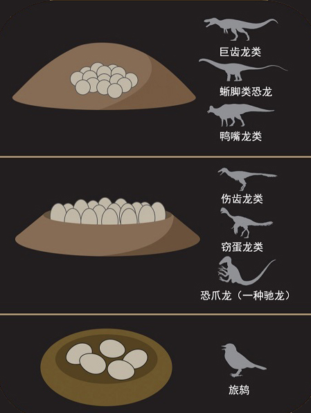 恐龙蛋化石里面有恐龙基因吗,关于恐龙蛋和恐龙化石的科普