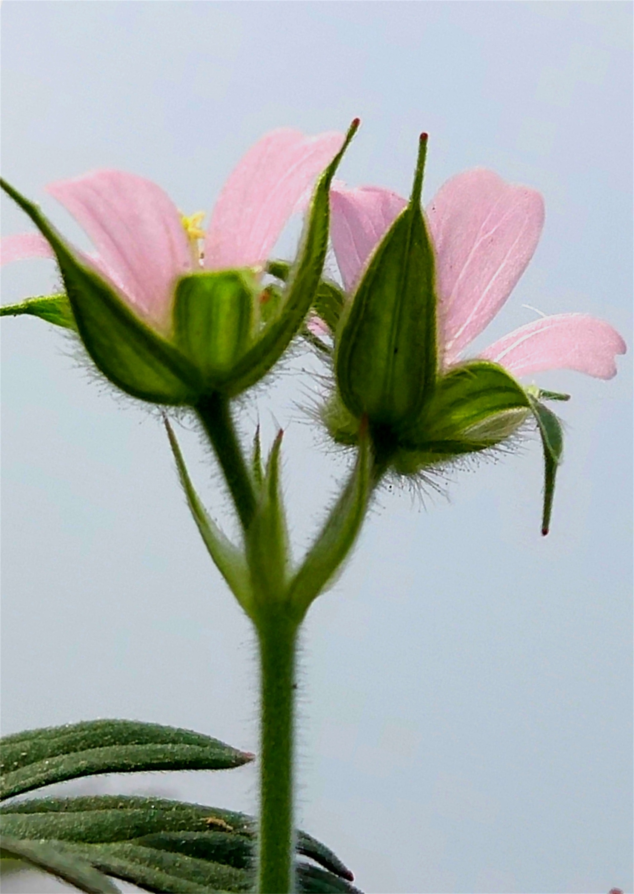 郯城紫色油菜花,郯城哪里油菜花多