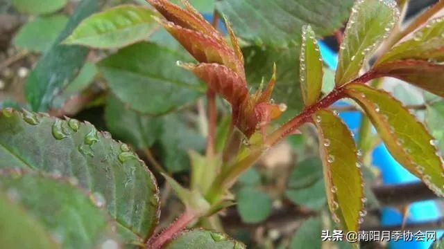 月季吐水,月季最怕三种水