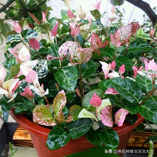 花叶络石要想叶更“花”，养护需要做好这几点，否则花叶变绿叶