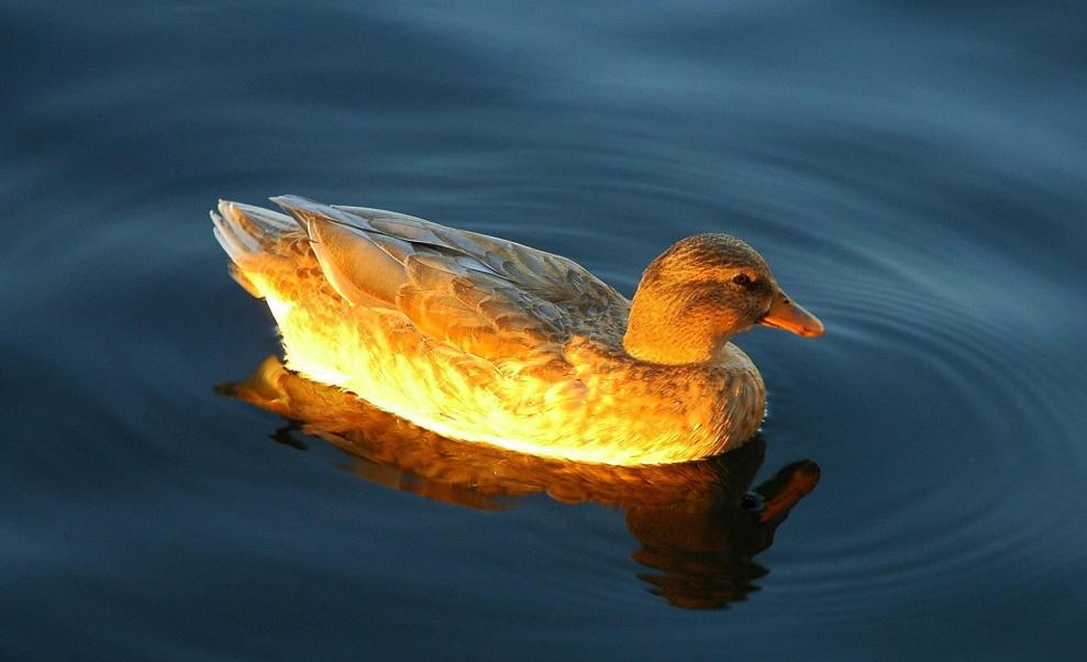 动物保护我们的方式有哪些,对动物的保护视频