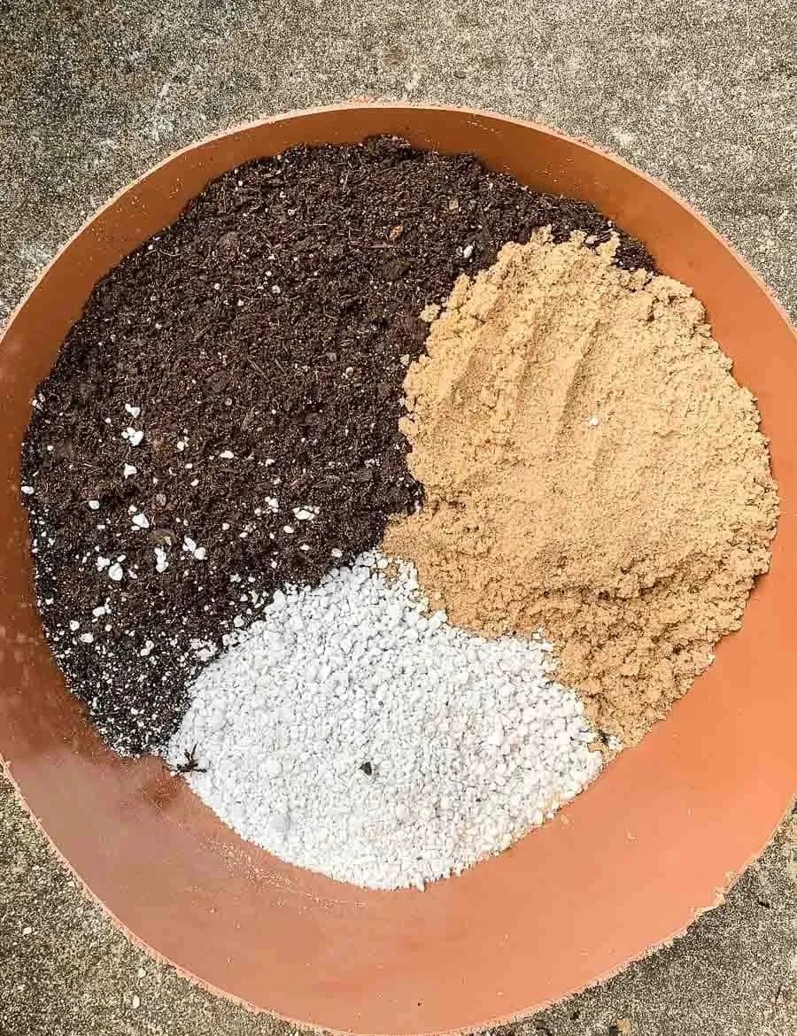 多肉植物怎样养新手入门篇,新手养多肉植物需要掌握的8点