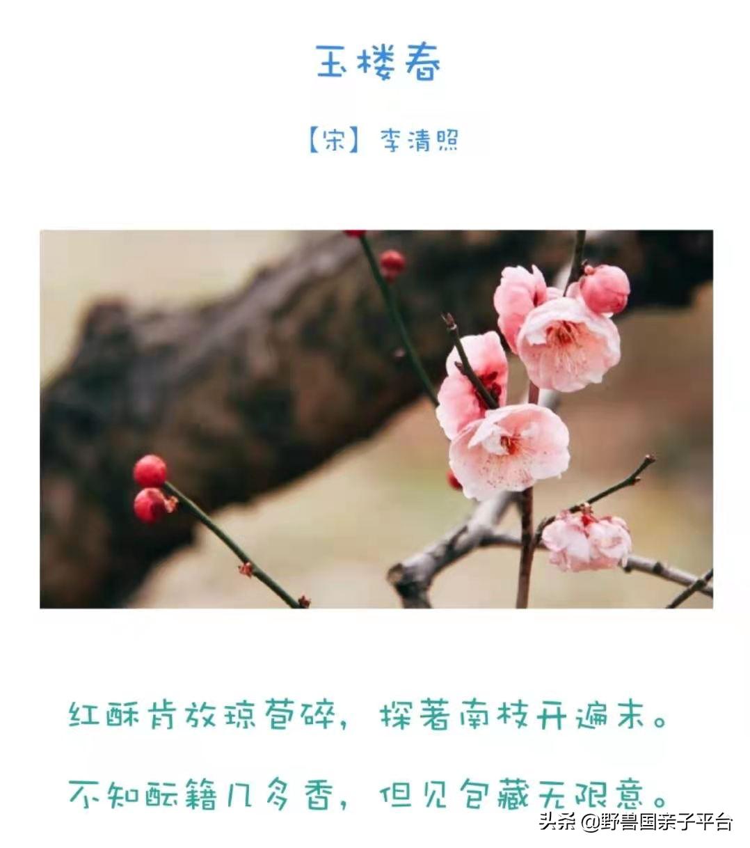 春天的花真的很美丽让人向往,春天的花也太美了