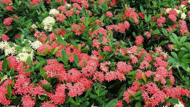 十二属相对应的植物,十二生肖中最罕见的植物