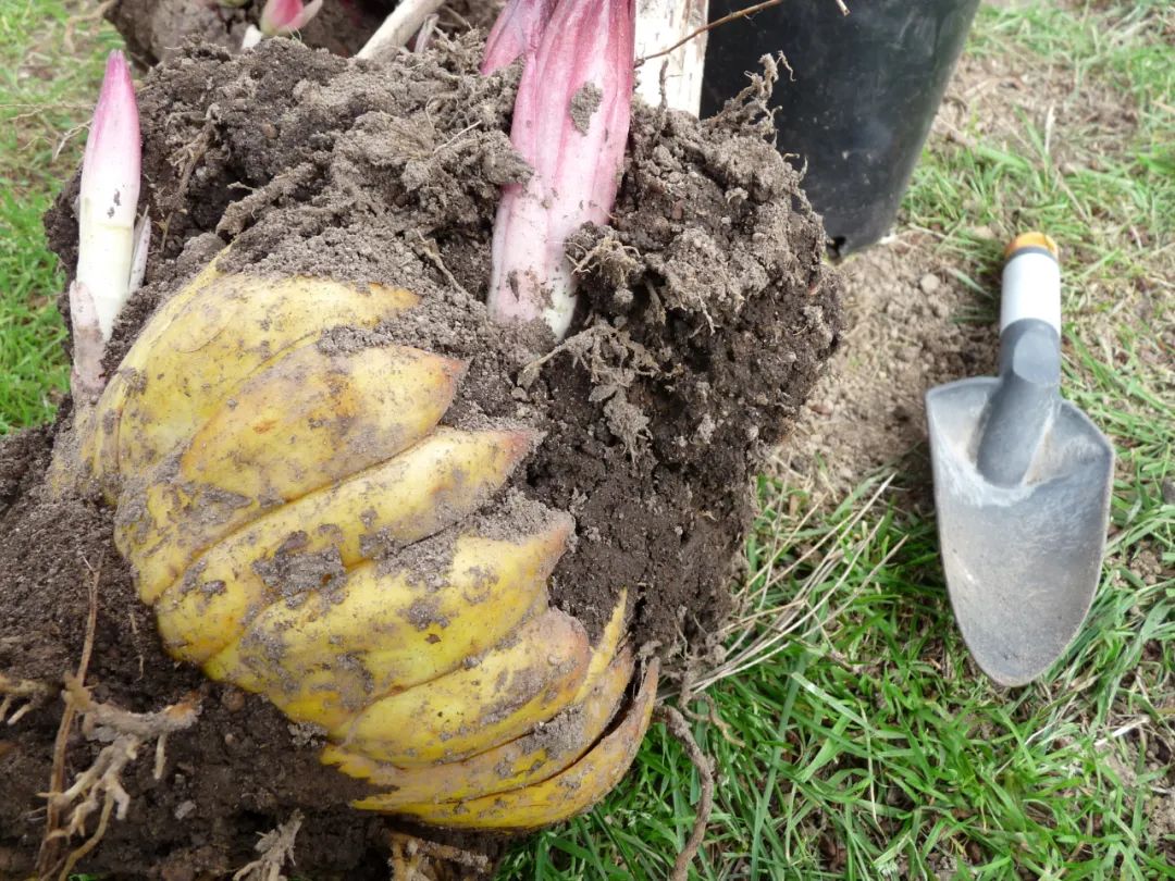 冬盆栽百合的养殖方法和注意事项,百合怎么种避免烂球